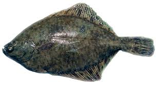 english sole